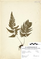 藏品(大金星蕨)的圖片